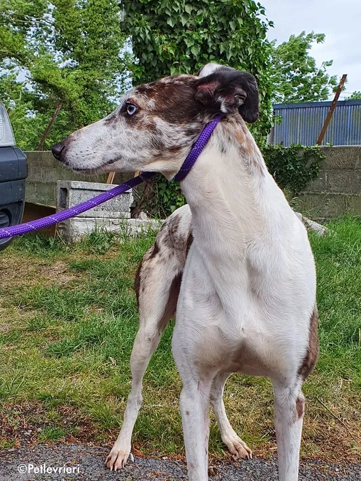 sinatra adozione levrieri greyhound 1