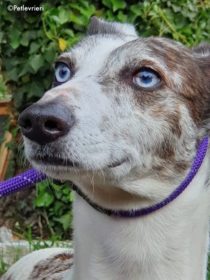 sinatra adozione levrieri greyhound 2