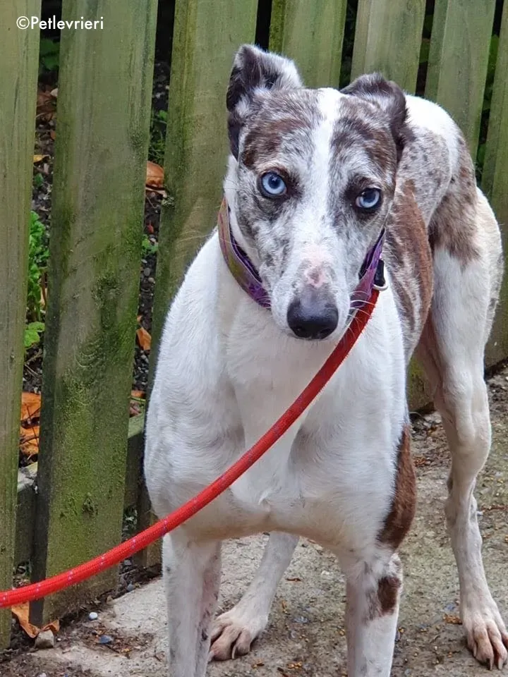 sinatra adozione levrieri greyhound 3