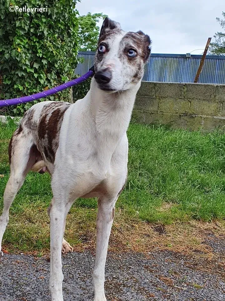 sinatra adozione levrieri greyhound 4