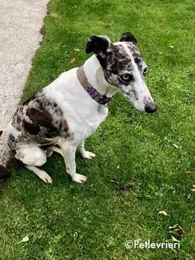 sinatra adozione levrieri greyhound 5