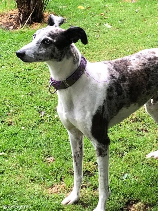 sinatra adozione lurcher 1