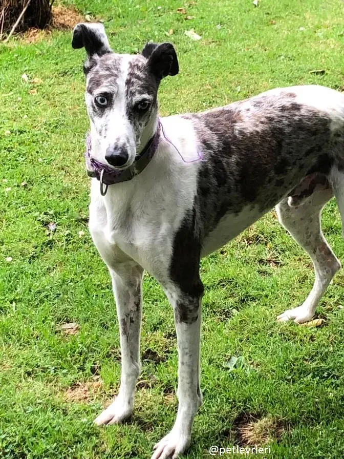 sinatra adozione lurcher
