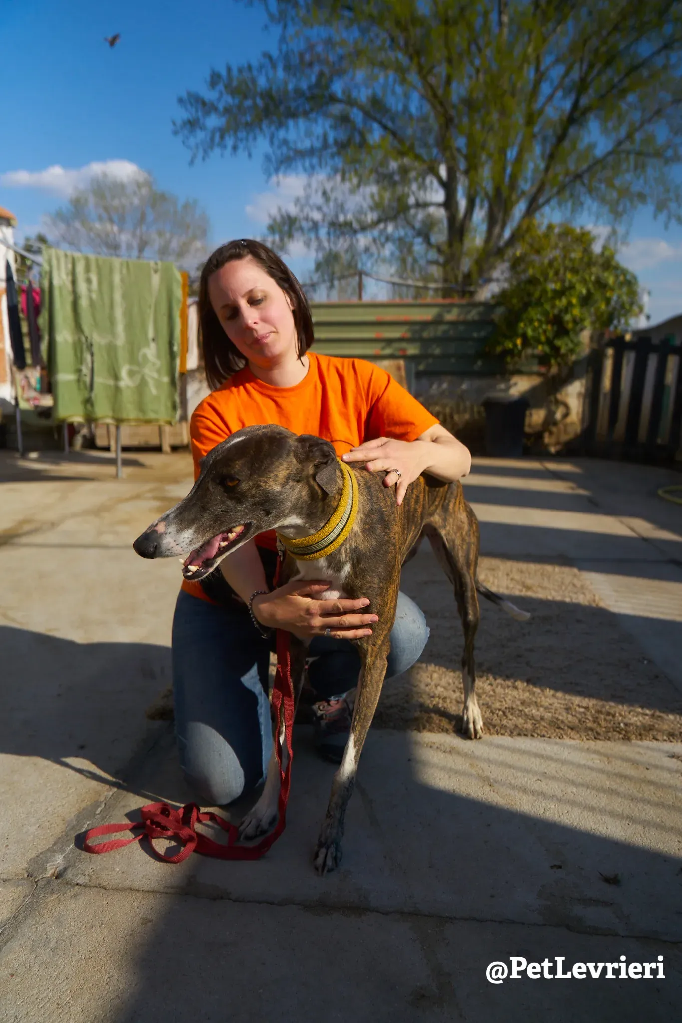 sissi adozione galgo 1