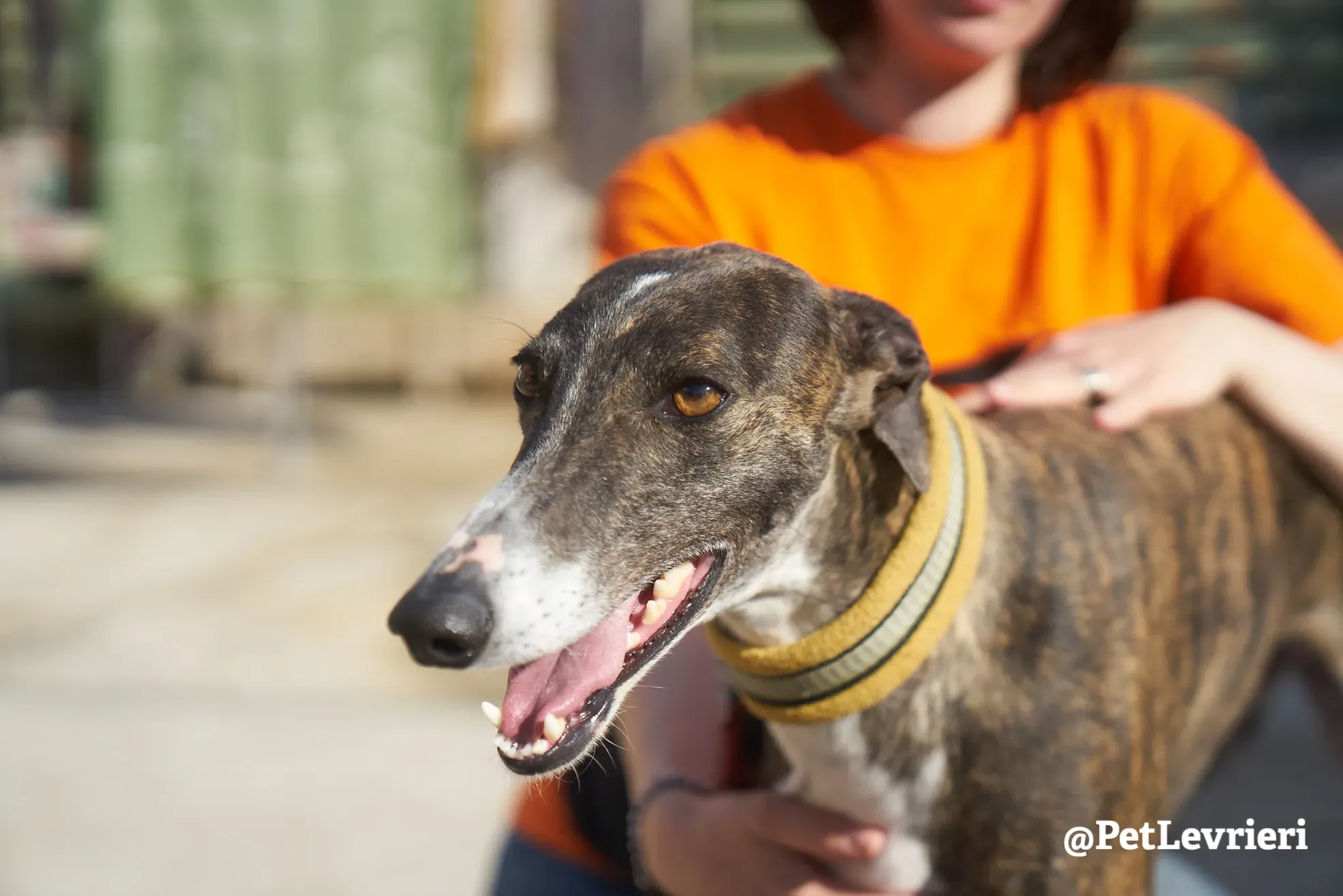 sissi adozione galgo 2