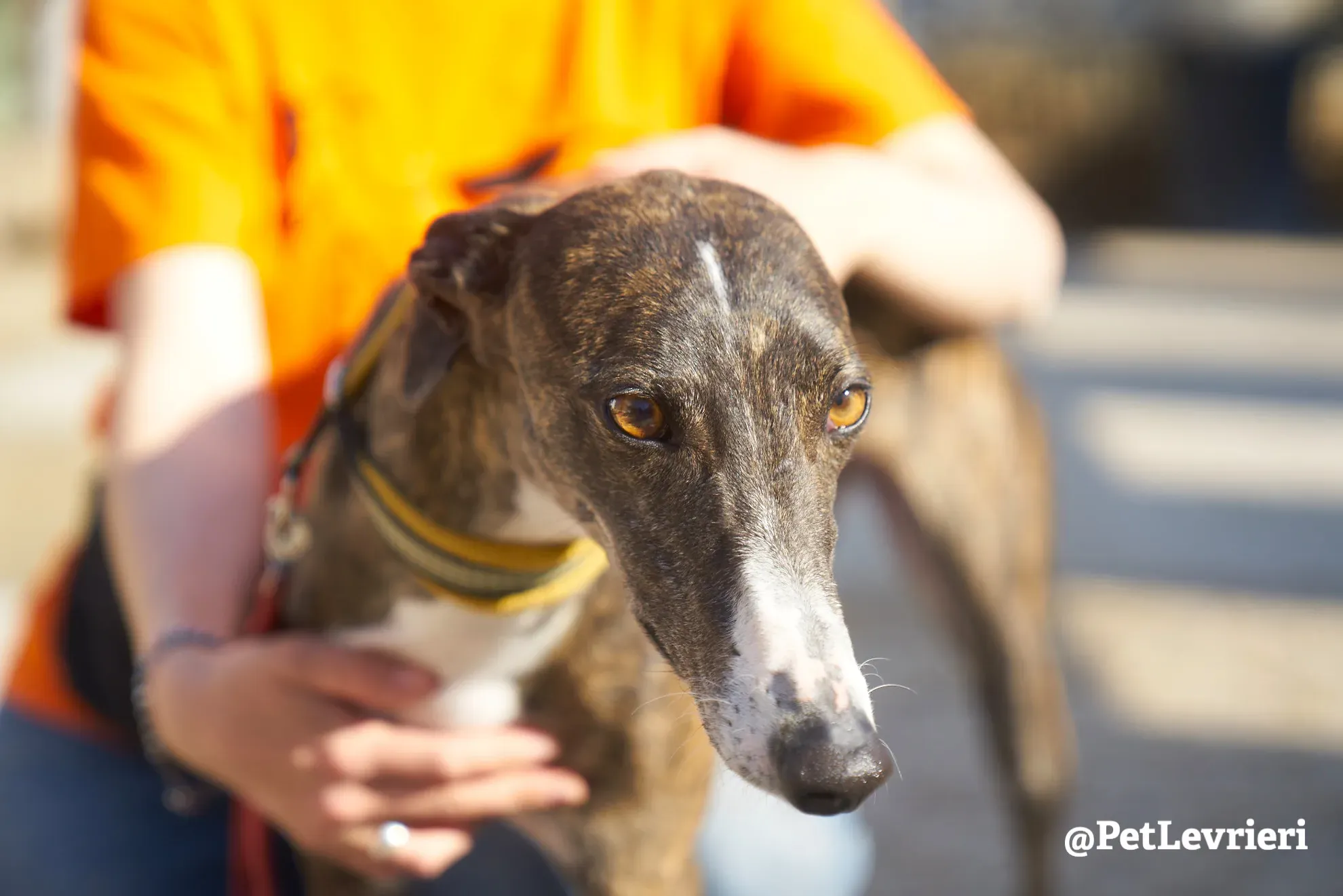 sissi adozione galgo 3