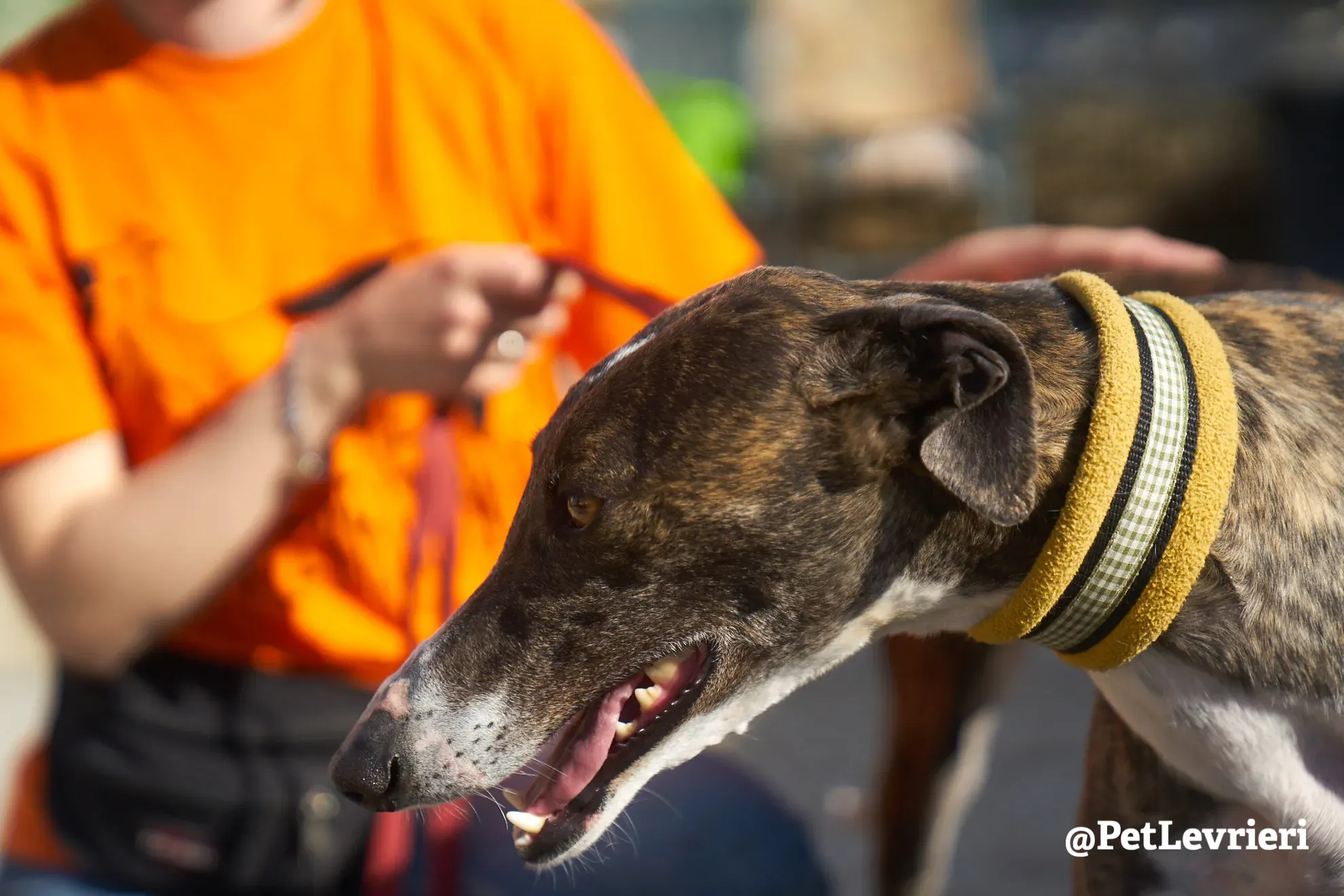 sissi adozione galgo 5