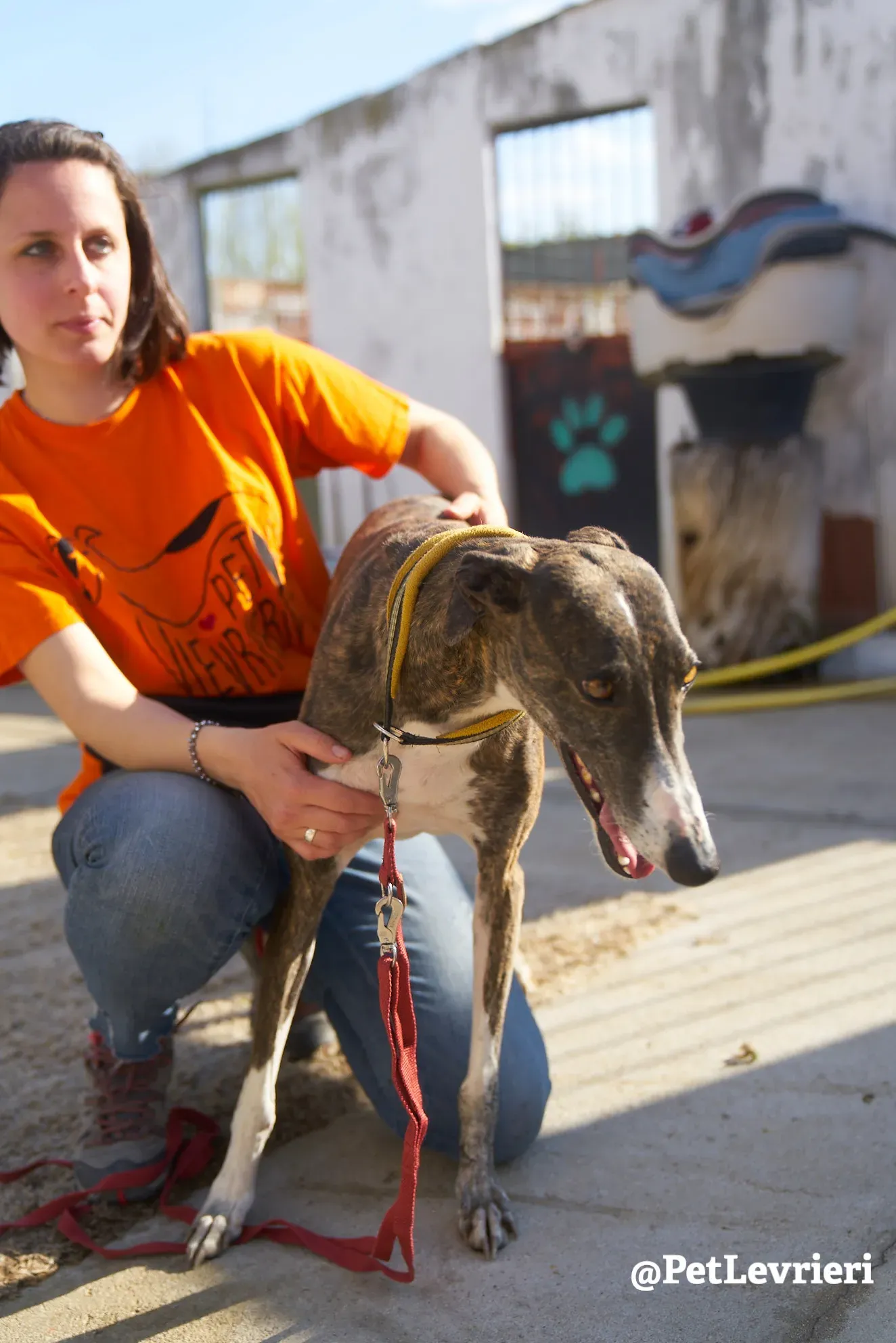 sissi adozione galgo 6