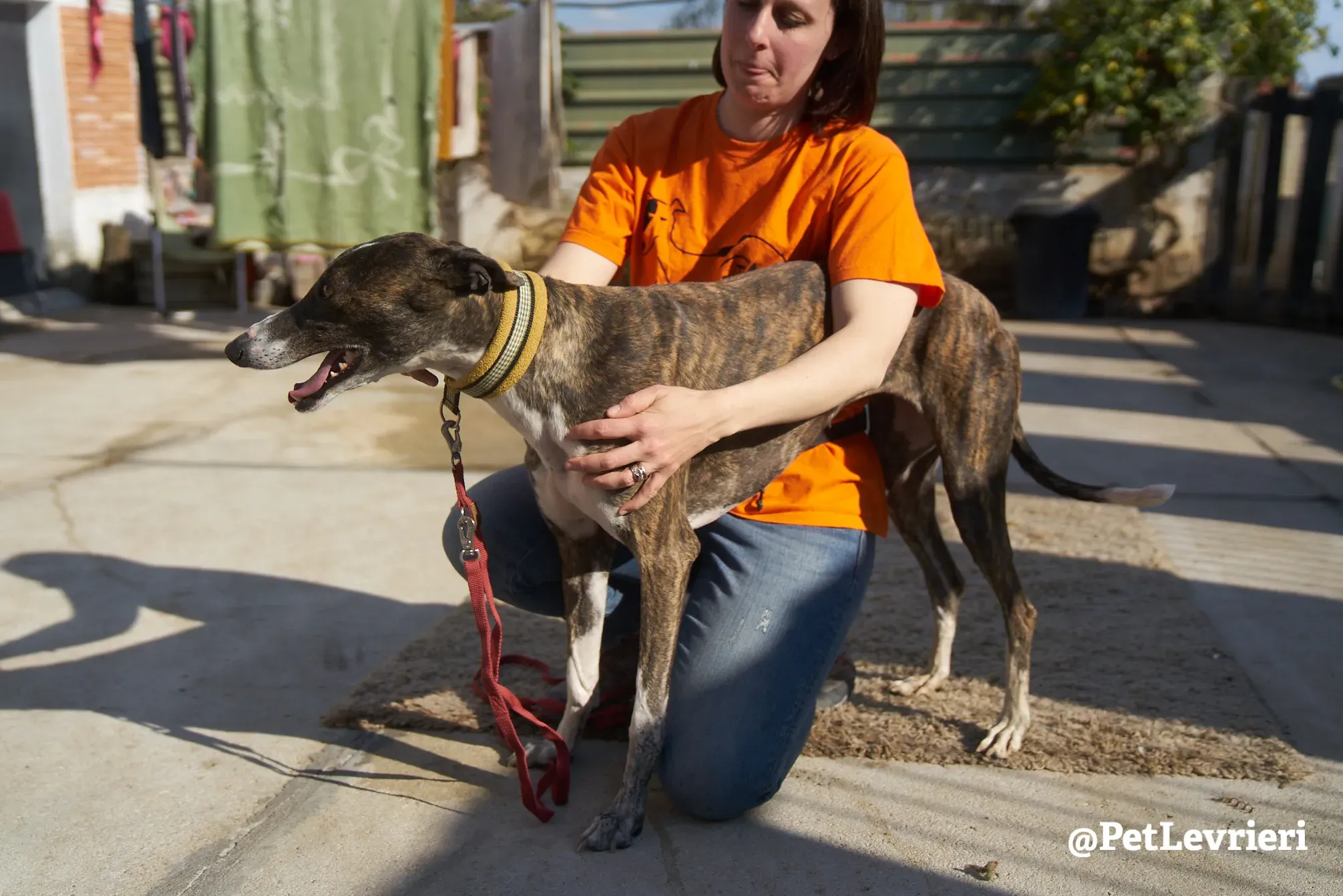 sissi adozione galgo 7