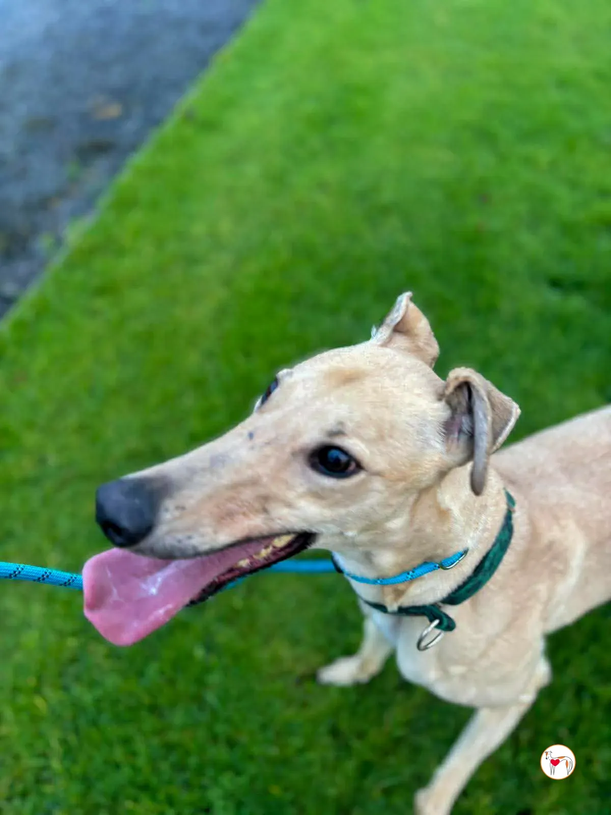 sissi grey adozione 1