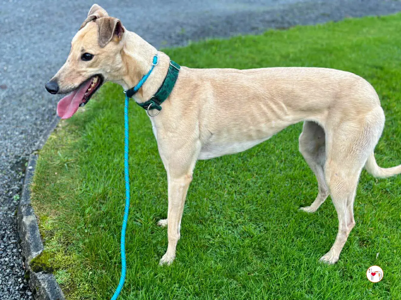 sissi grey adozione 10