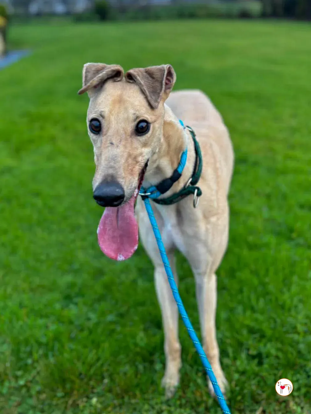 sissi grey adozione 2