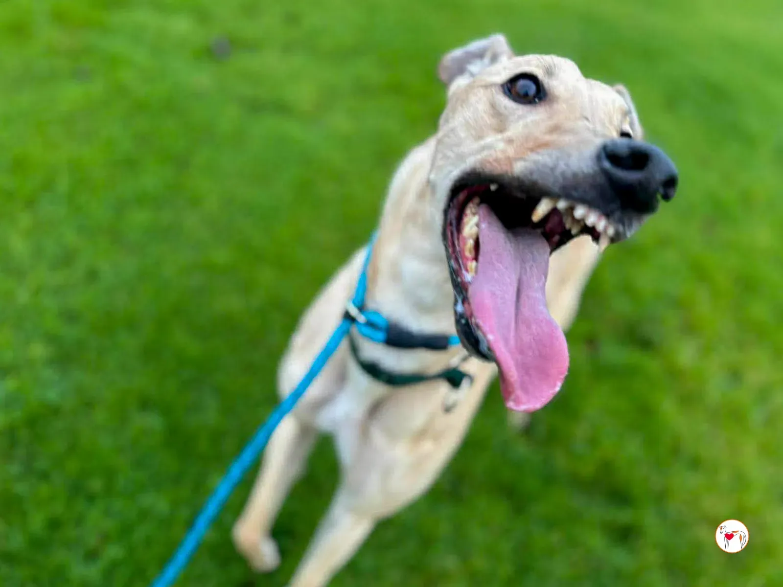 sissi grey adozione 3