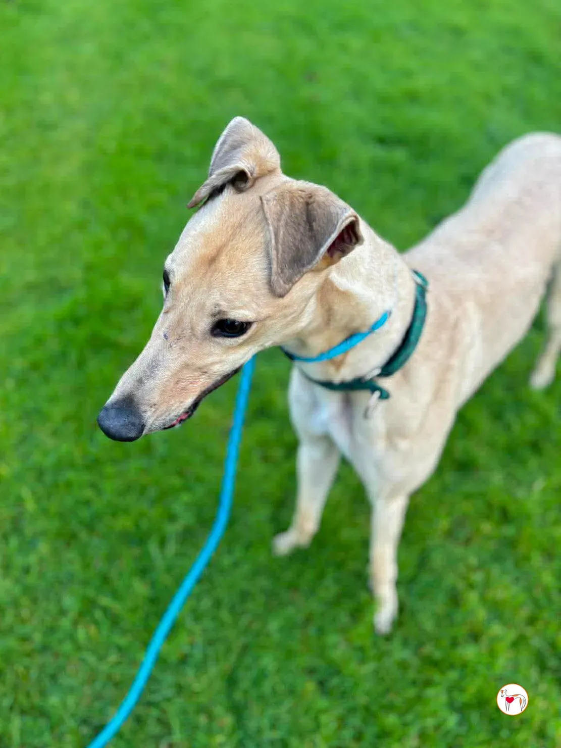 sissi grey adozione 4