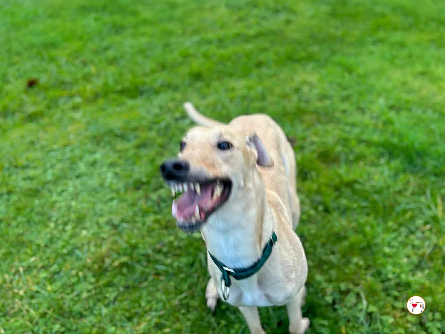 sissi grey adozione 5