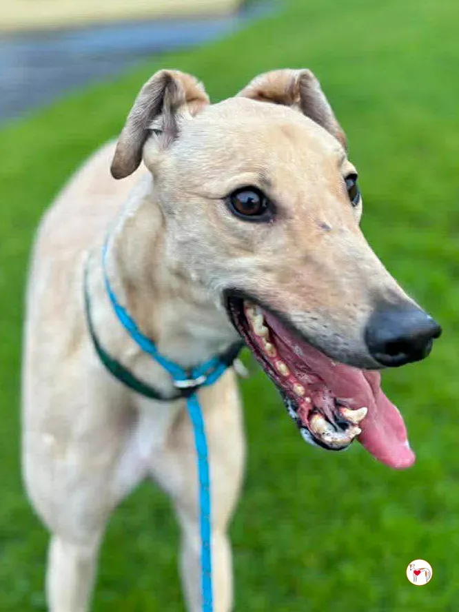 sissi grey adozione 6