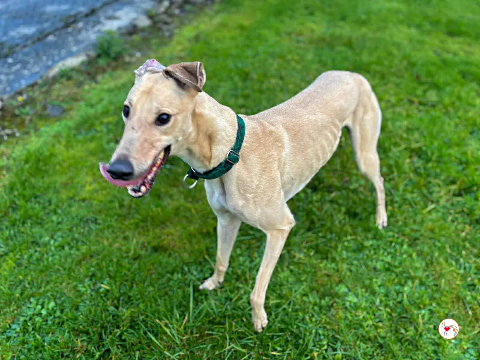 sissi grey adozione 7