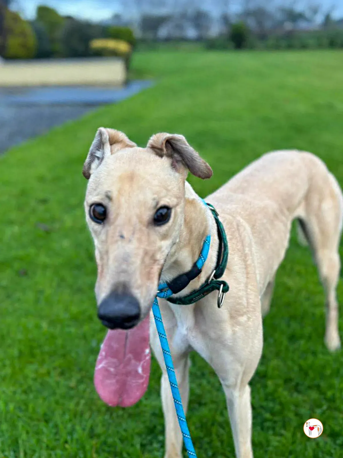 sissi grey adozione 8