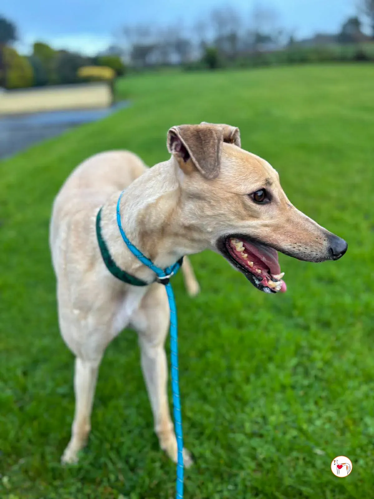 sissi grey adozione 9