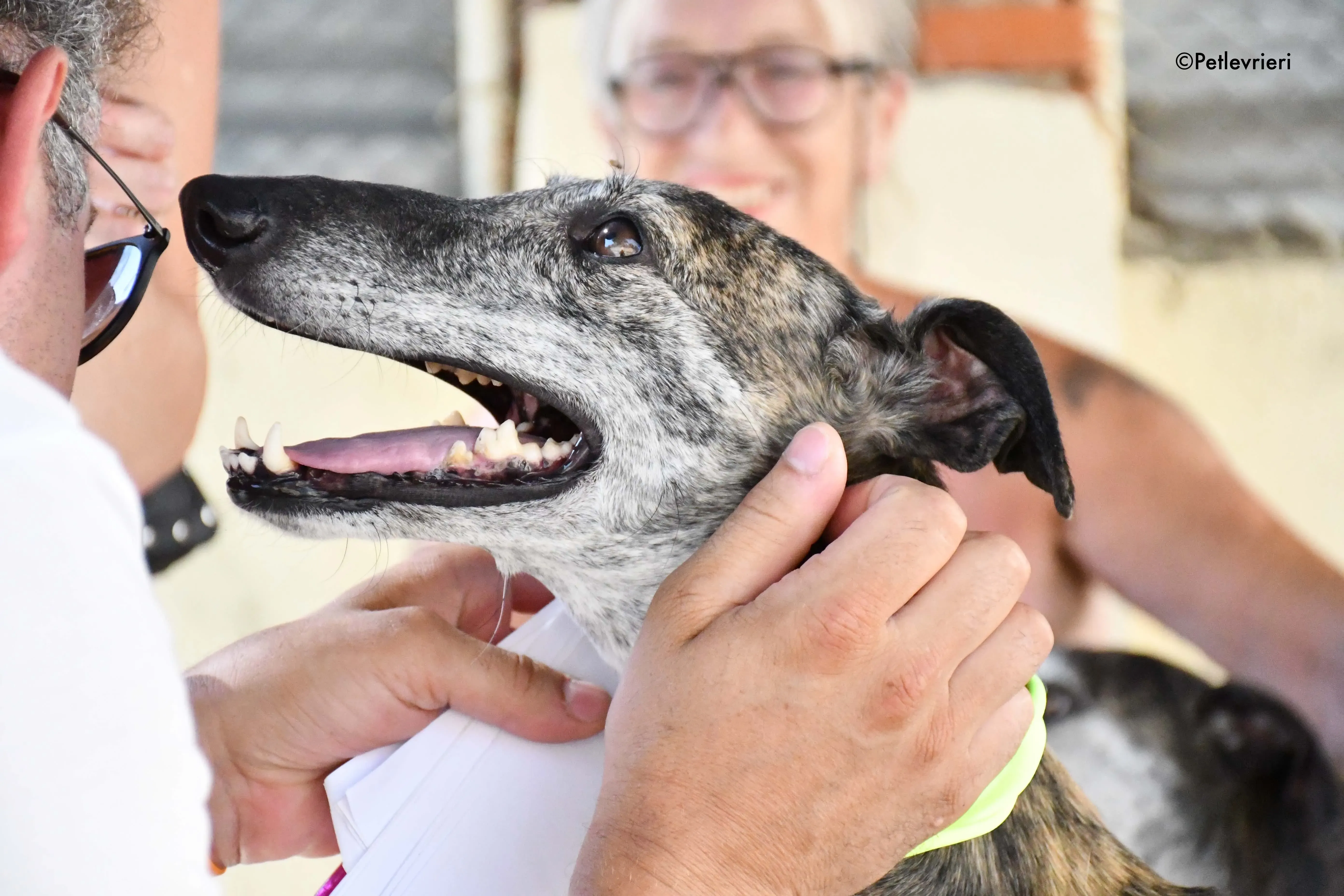 sita adozione levrieri galgo 1