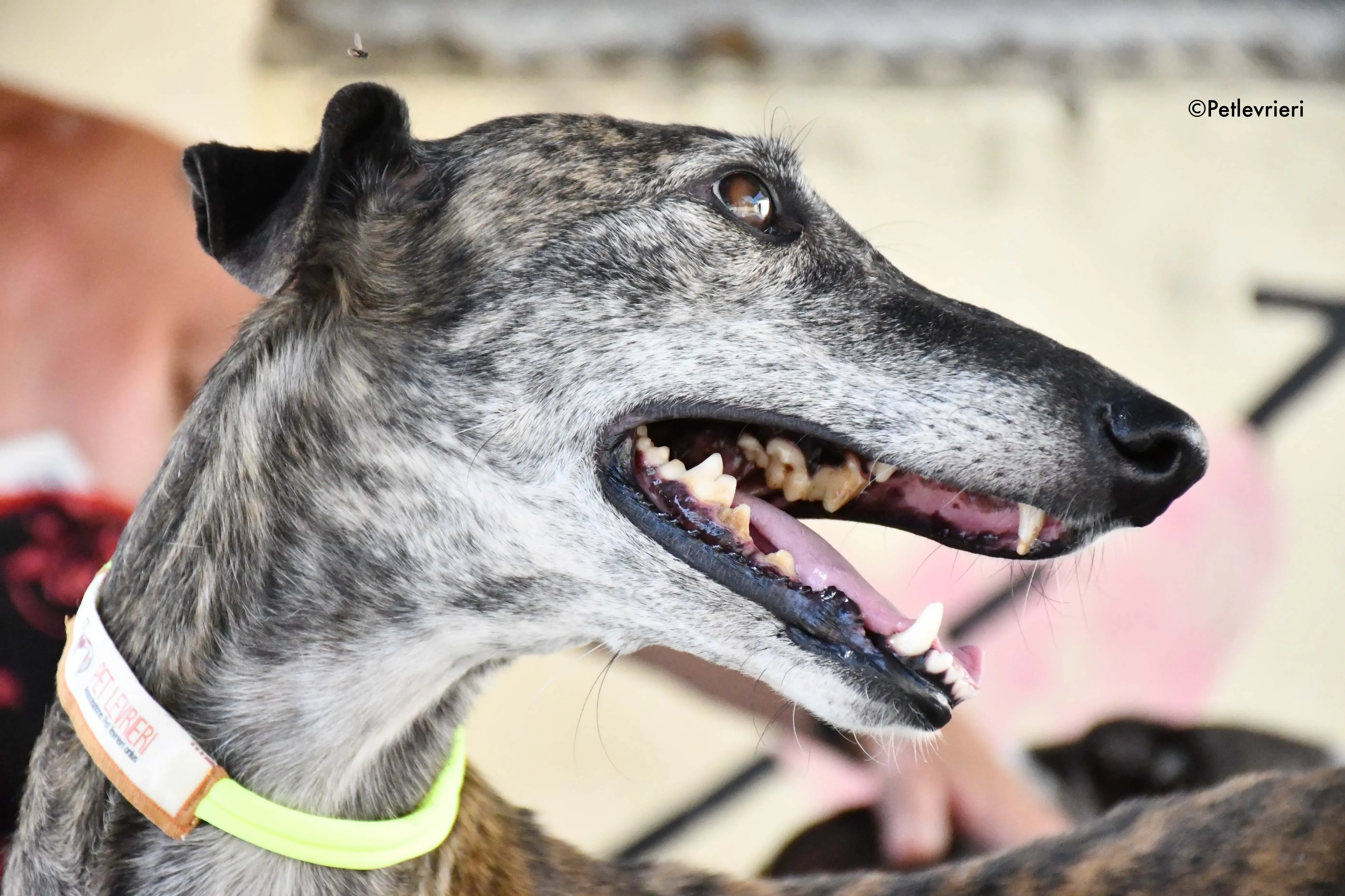 sita adozione levrieri galgo 2