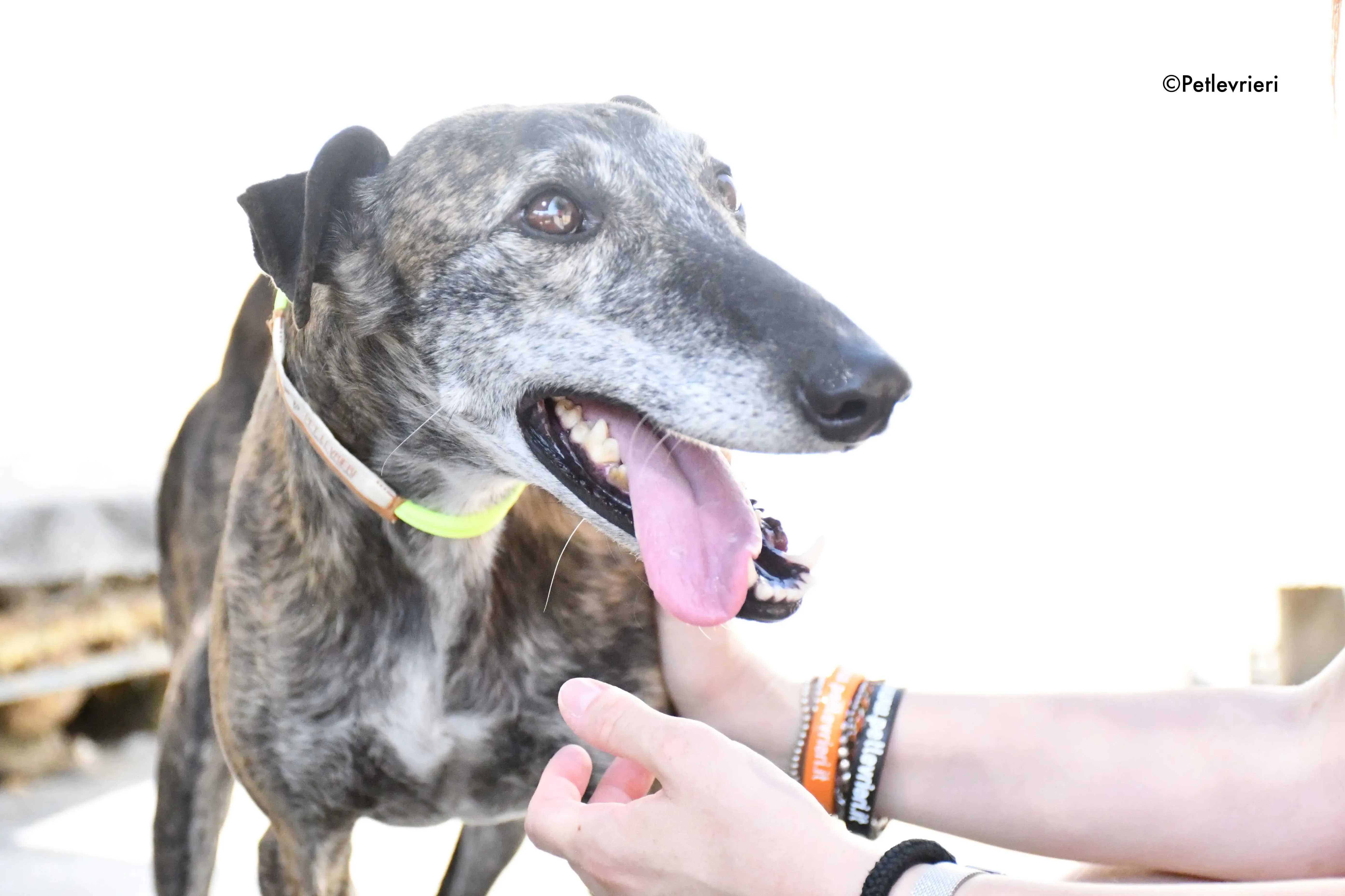 sita adozione levrieri galgo 3