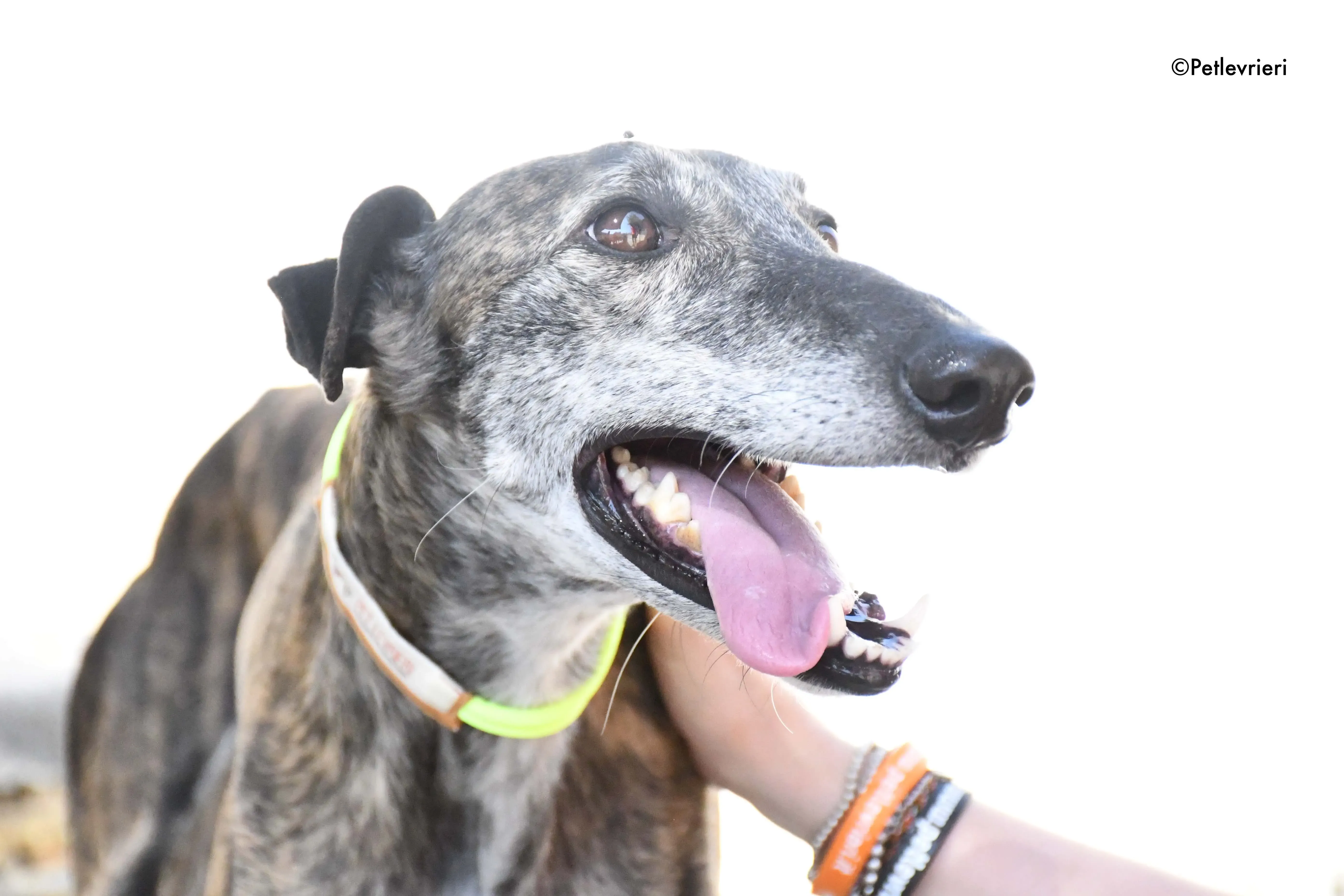 sita adozione levrieri galgo 4