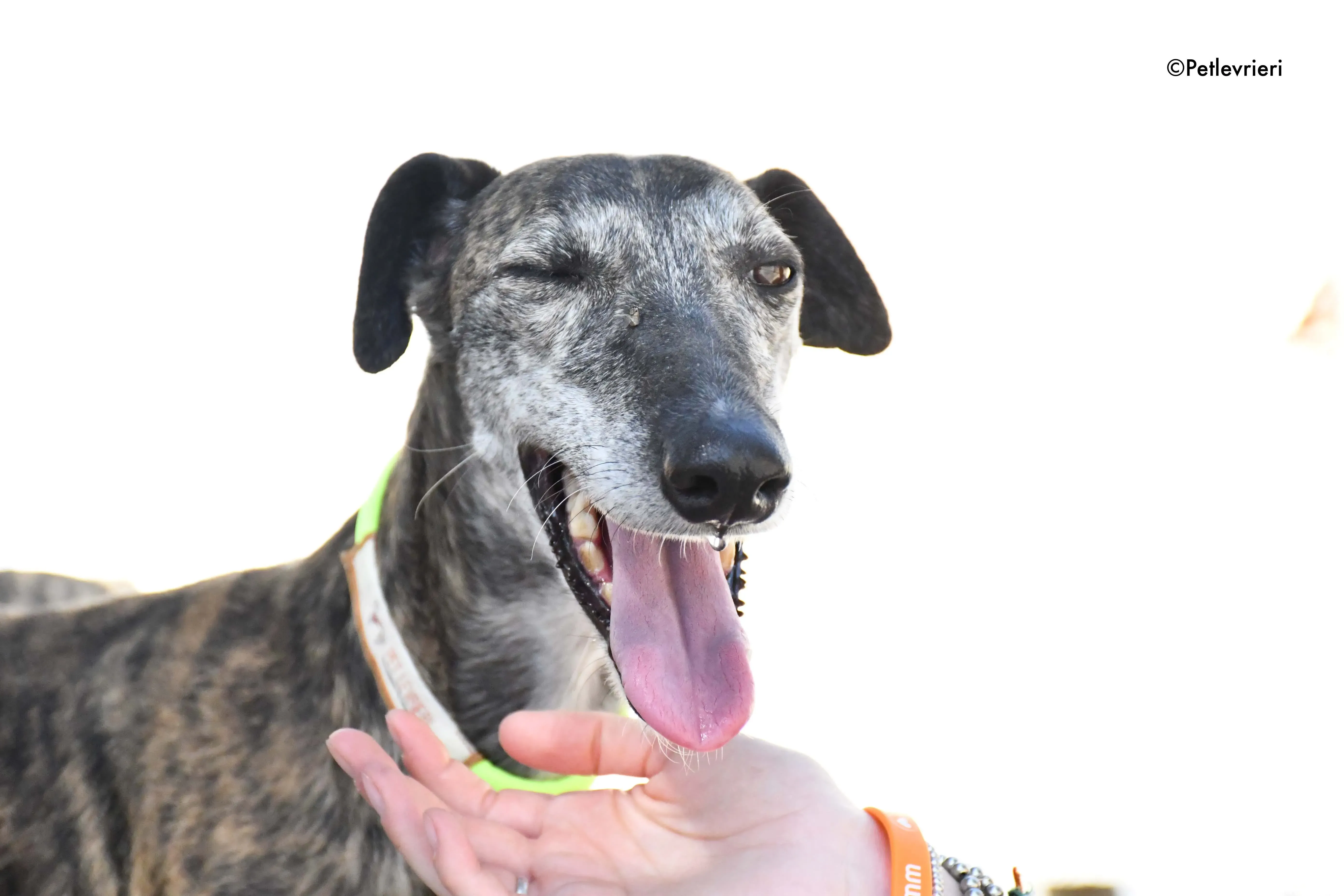 sita adozione levrieri galgo 6