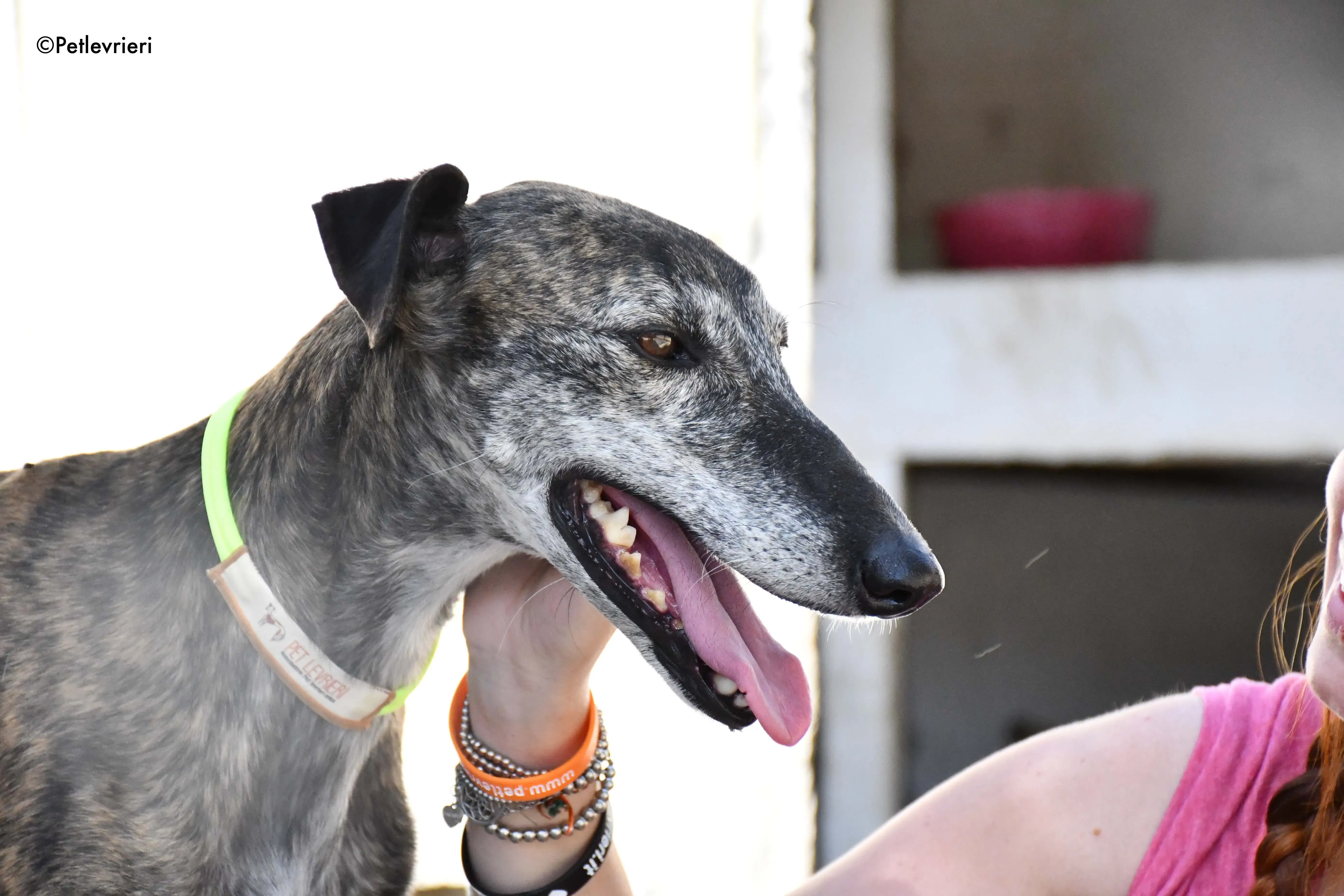 sita adozione levrieri galgo 7