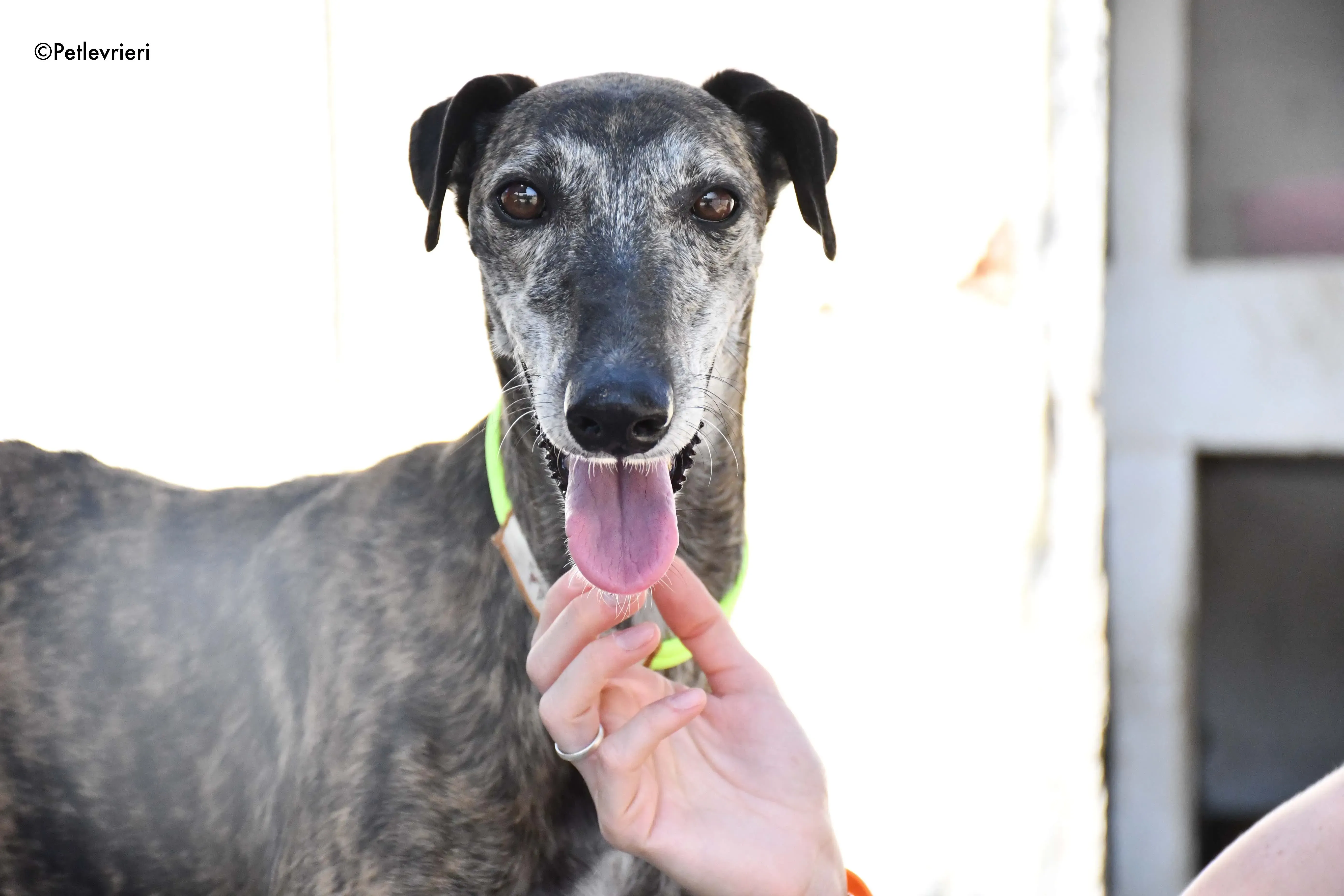 sita adozione levrieri galgo 8