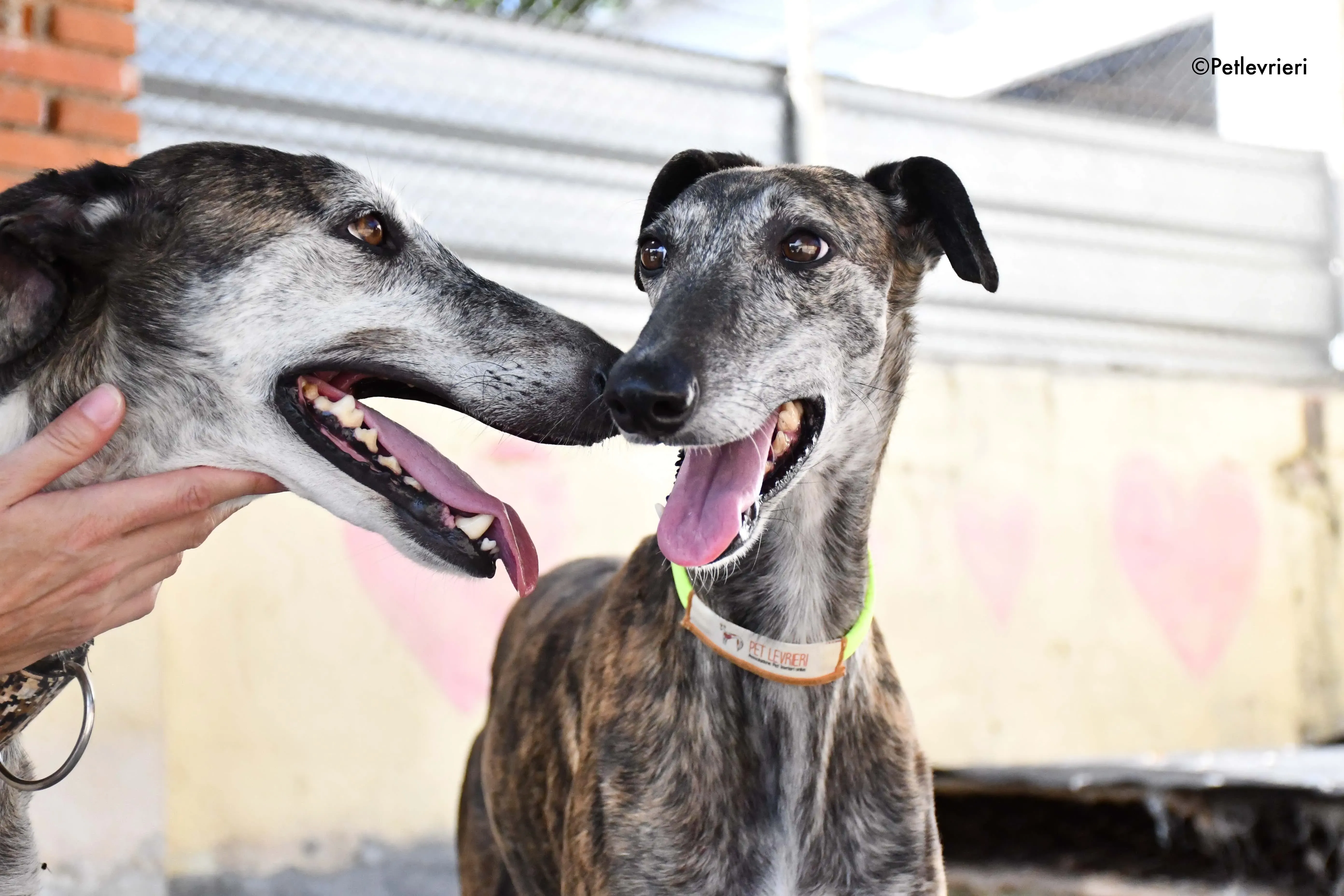 sita adozione levrieri galgo 9