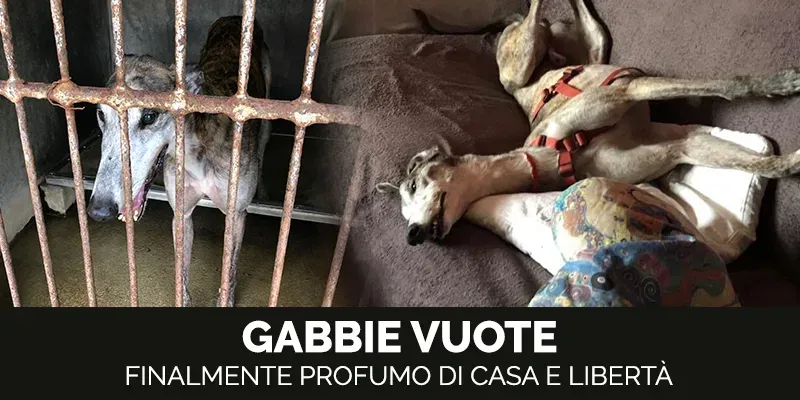 sito grey macao GABBIE VUOTE