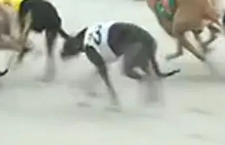 skintight dies on 14 oct in catching pen