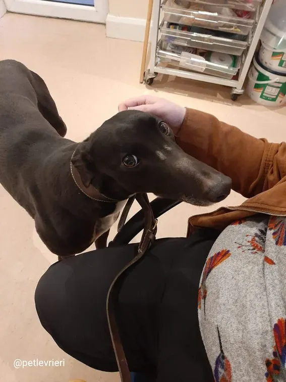 sky adozione greyhound 1