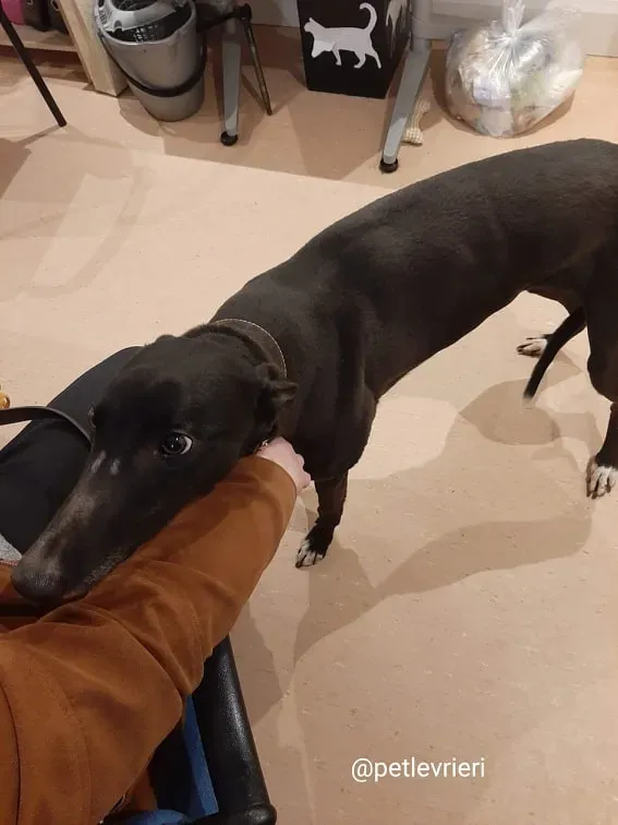 sky adozione greyhound 2