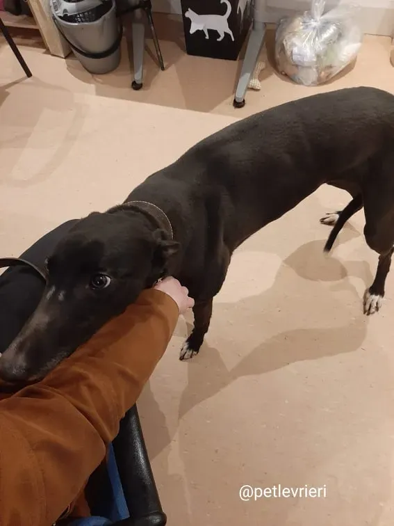 sky adozione greyhound 3