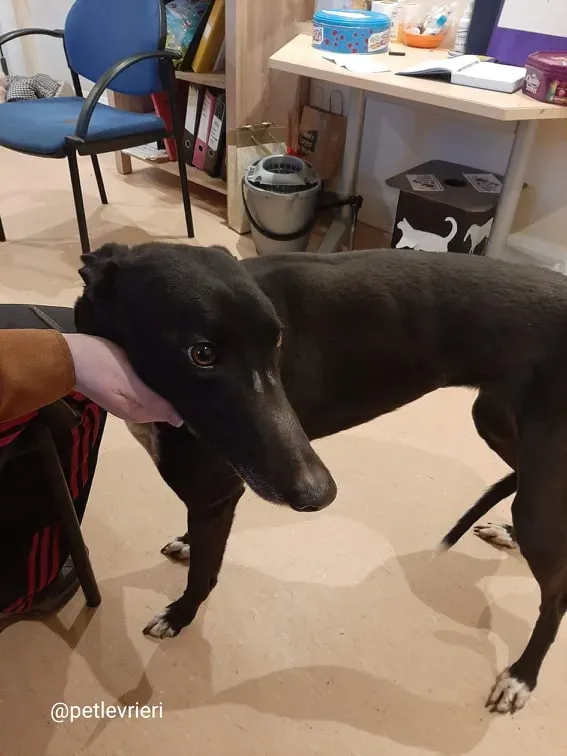 sky adozione greyhound 4