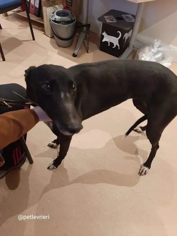 sky adozione greyhound 6