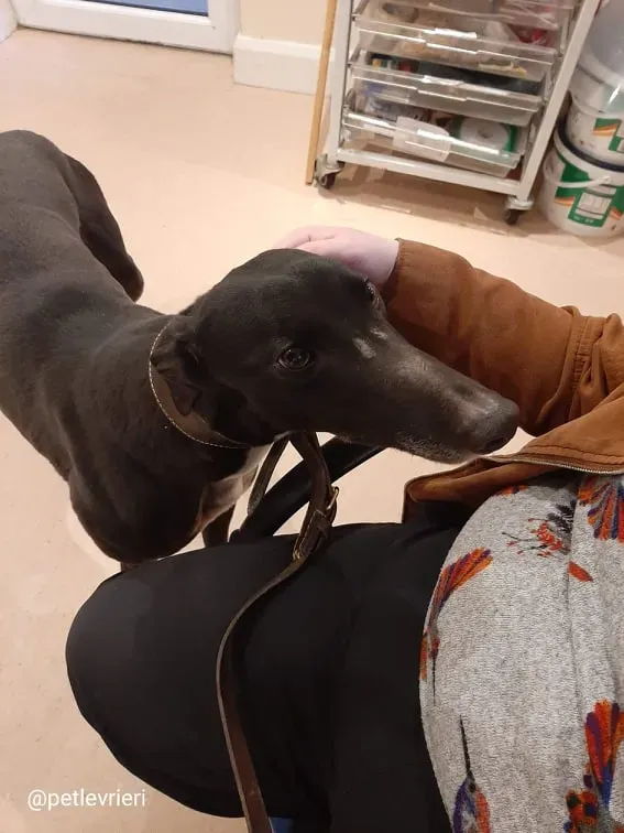 sky adozione greyhound