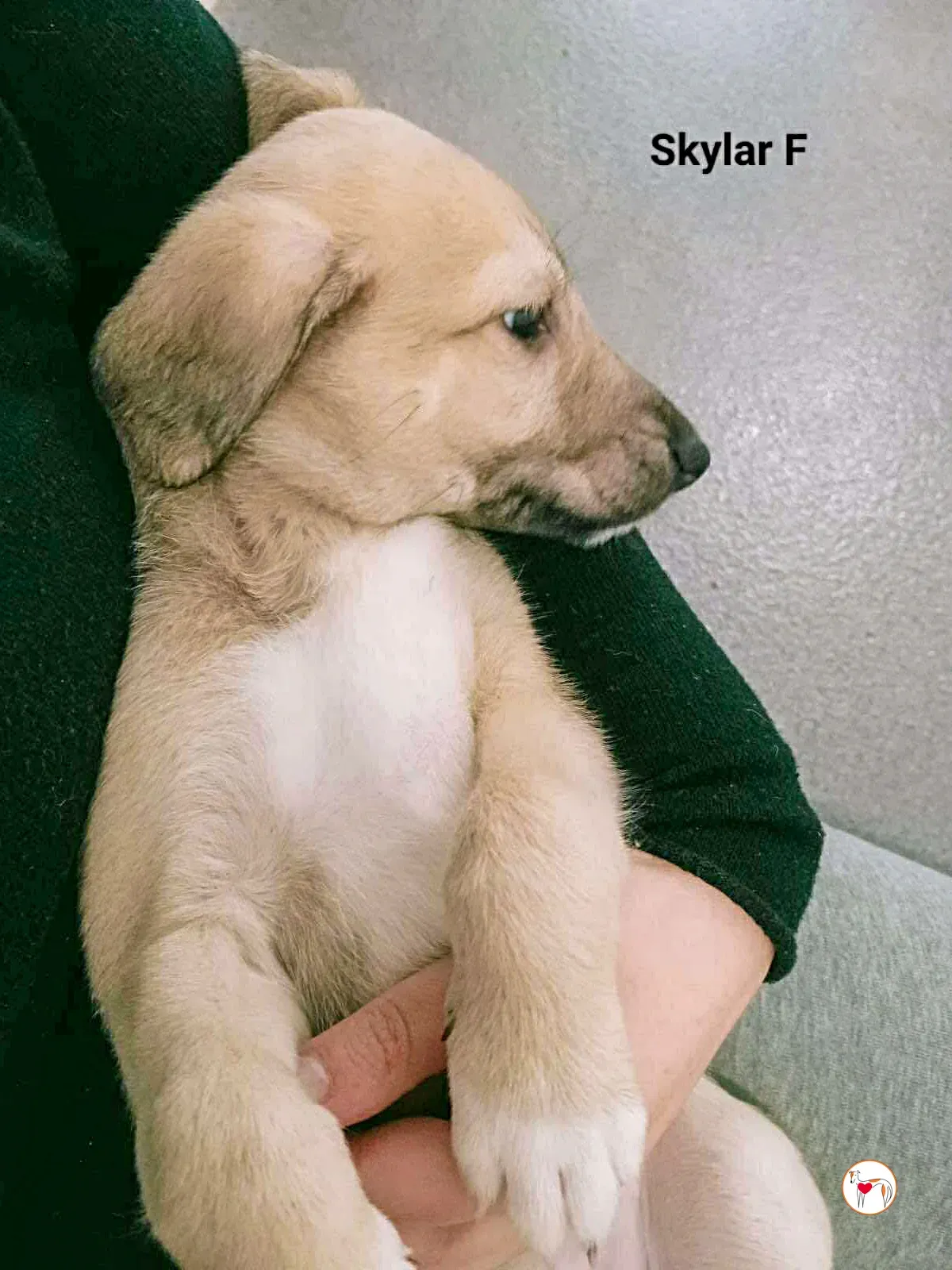 skylar grey cucciolo adozione 1