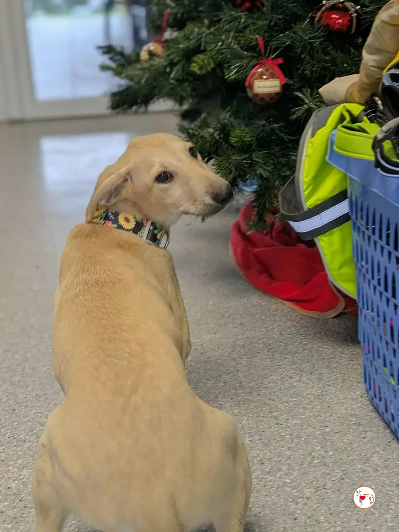 skylar grey cucciolo adozione 10