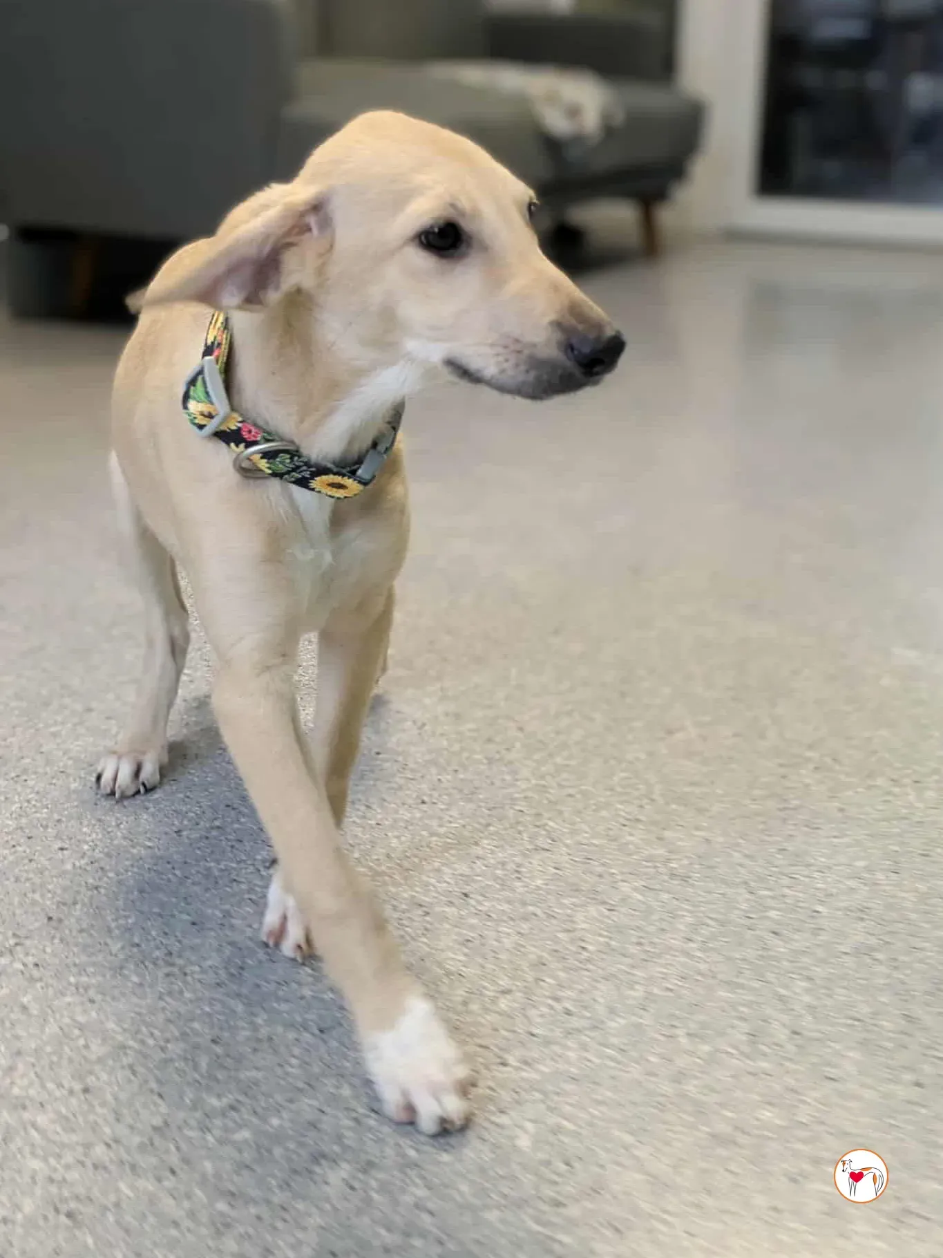 skylar grey cucciolo adozione 11