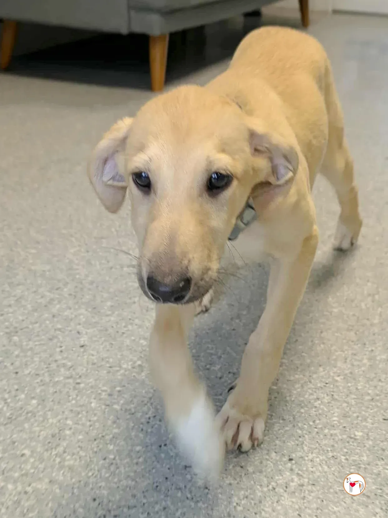 skylar grey cucciolo adozione 12