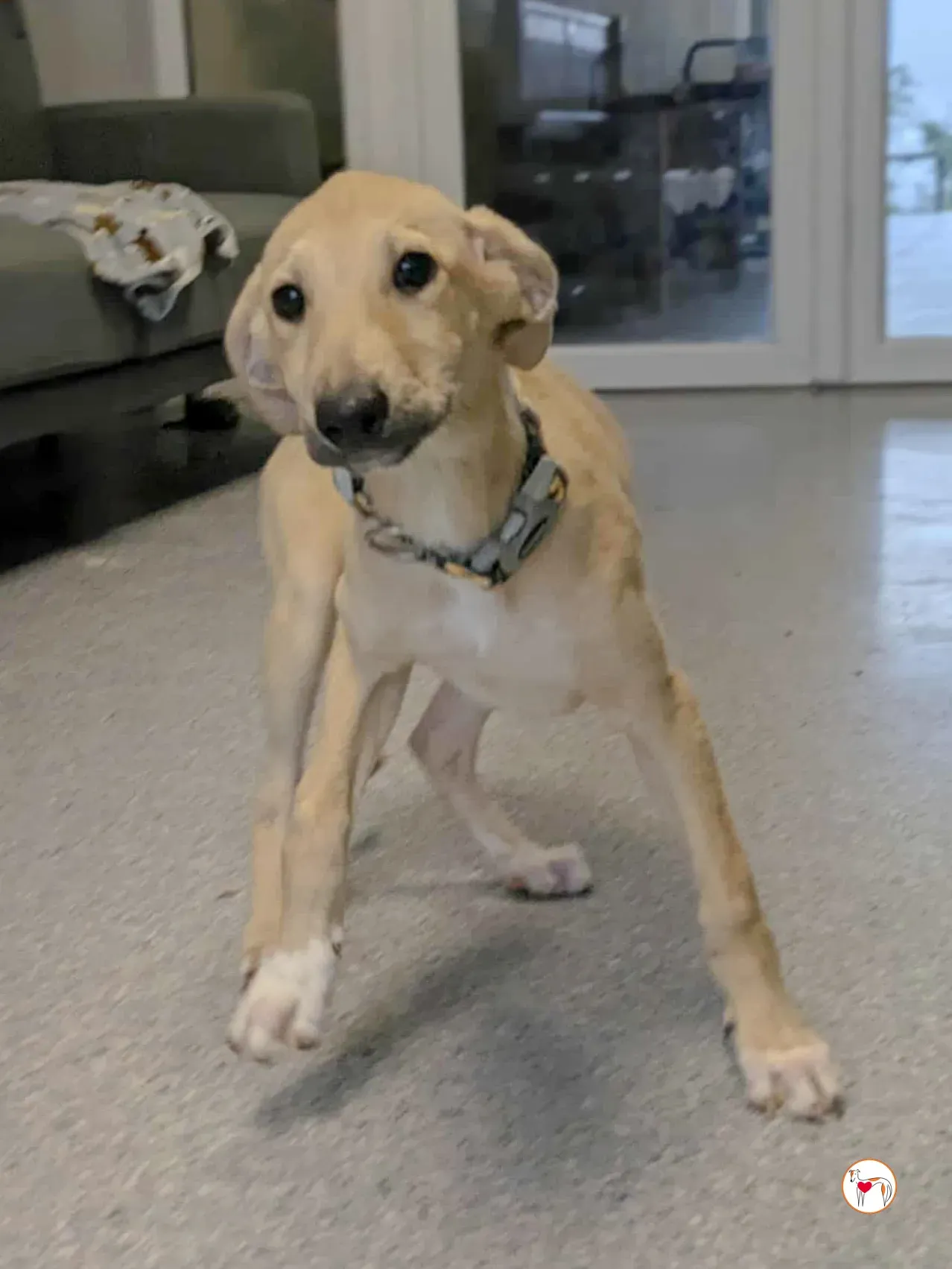 skylar grey cucciolo adozione 13