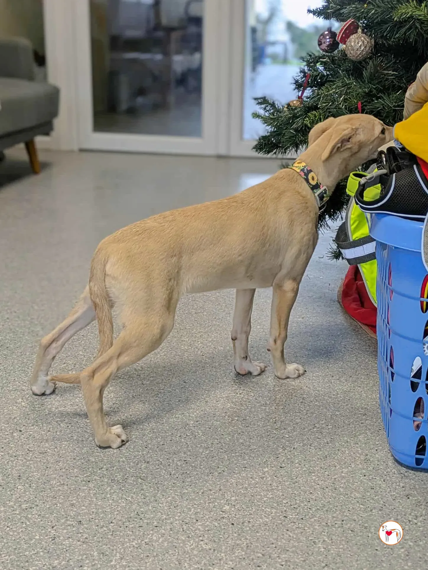 skylar grey cucciolo adozione 14