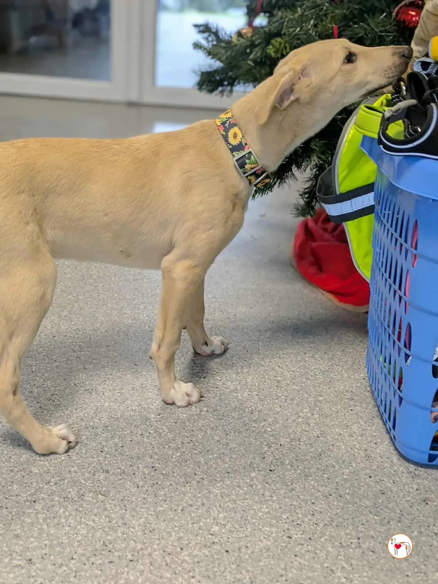 skylar grey cucciolo adozione 15