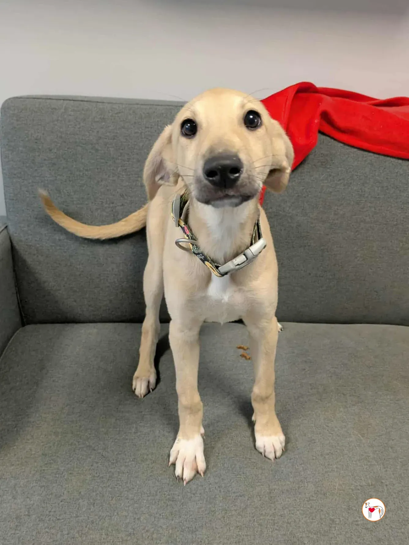 skylar grey cucciolo adozione 16