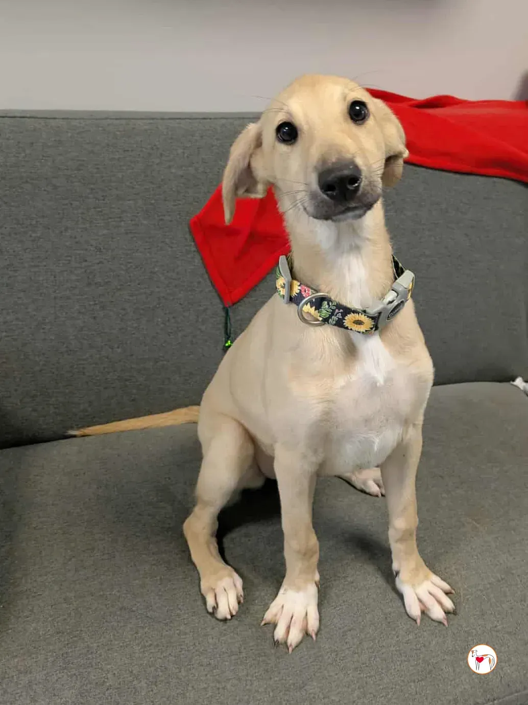 skylar grey cucciolo adozione 17