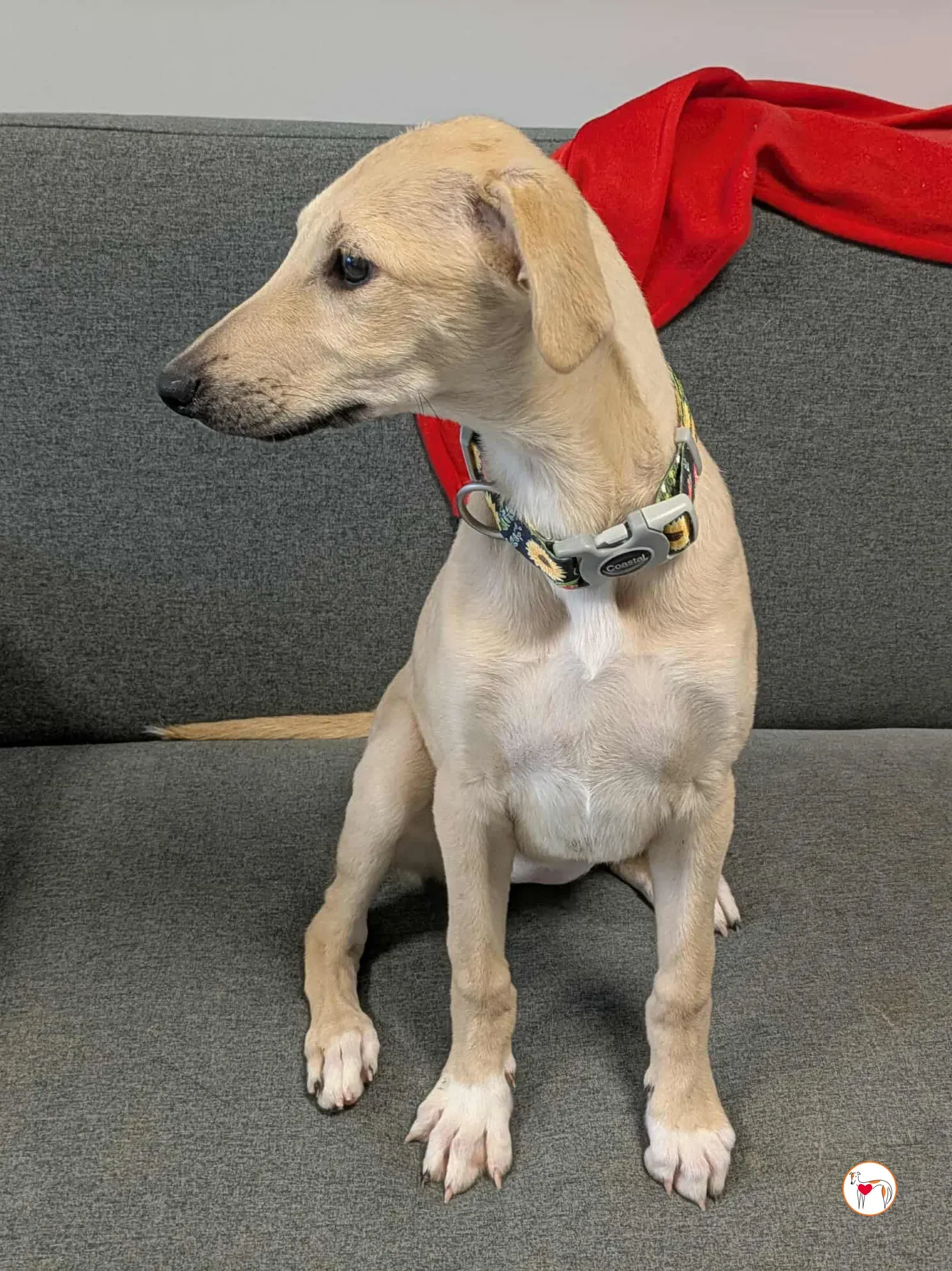 skylar grey cucciolo adozione 18