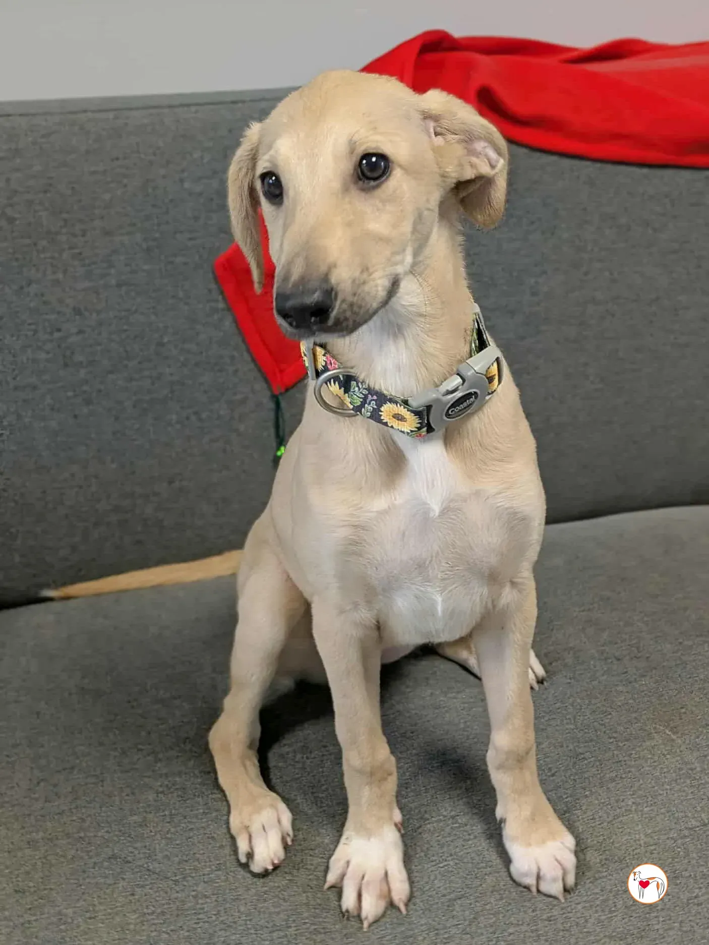 skylar grey cucciolo adozione 19